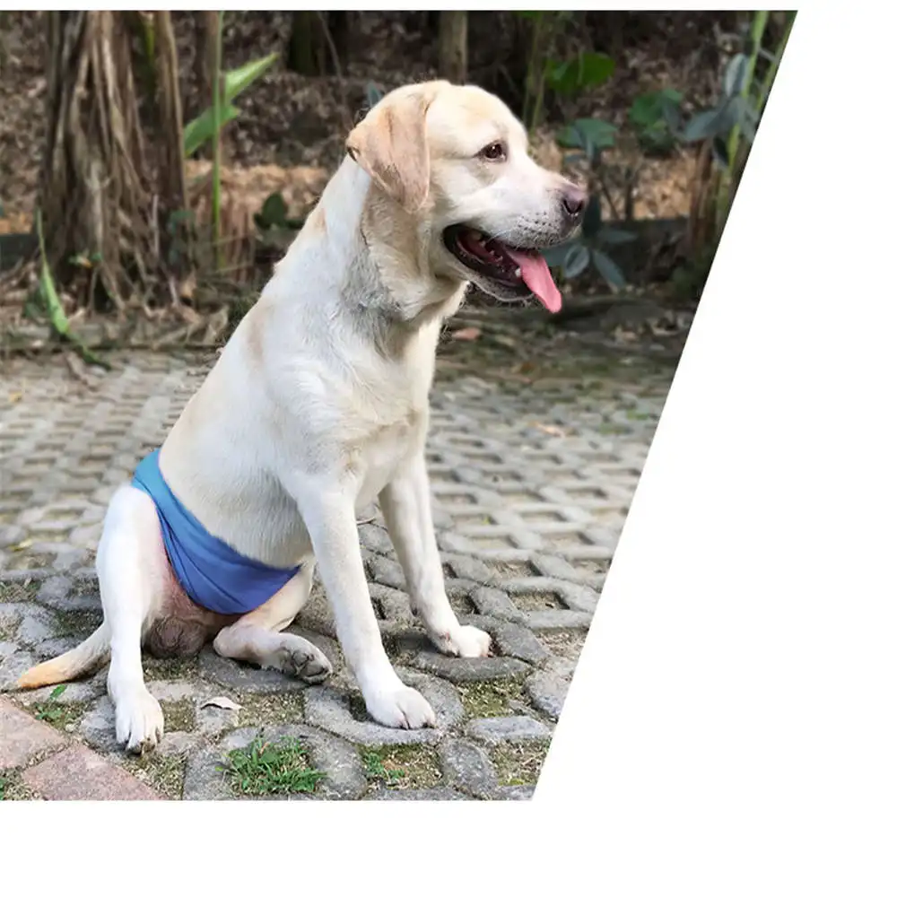 Teddy Golden Retriever dog shorts underwear reusable diaper tightening for dog pants dog physiological belt Pet hygiene pants