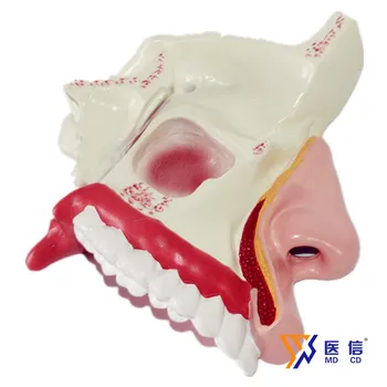 

Nasal anatomical model Oral and nasal model Nasal structure