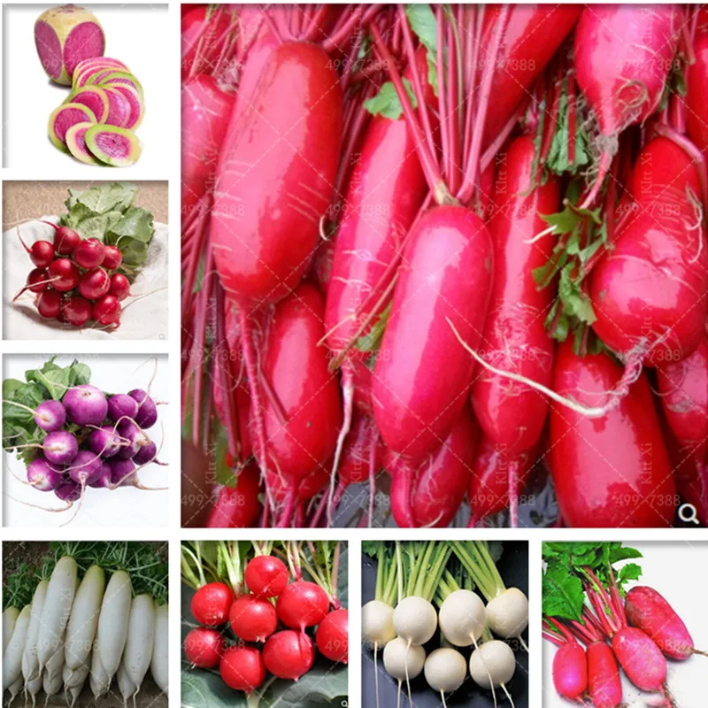 

100 pcs Mix Radish Organic Bonsai Plants Edible Giant radish Non-GMO Vegetable Planting Potted for Home Garden Supplies