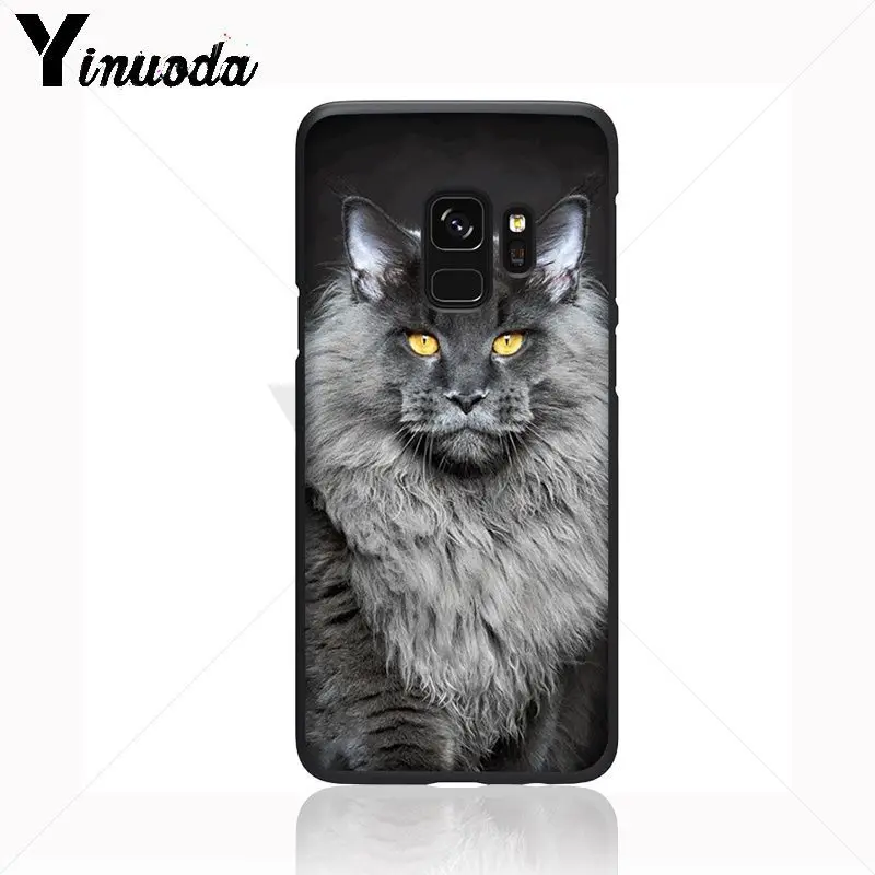 pet maine coon cat