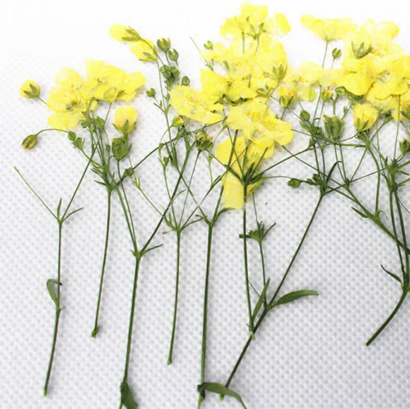 (SLLDHMR)-yellow