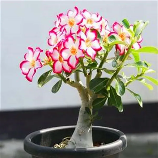 20 pcs 100% True Desert Rose plants Exotic Adenium Obesum plants Flower Bonsai plants Air Purification Home Garden Potted Flower