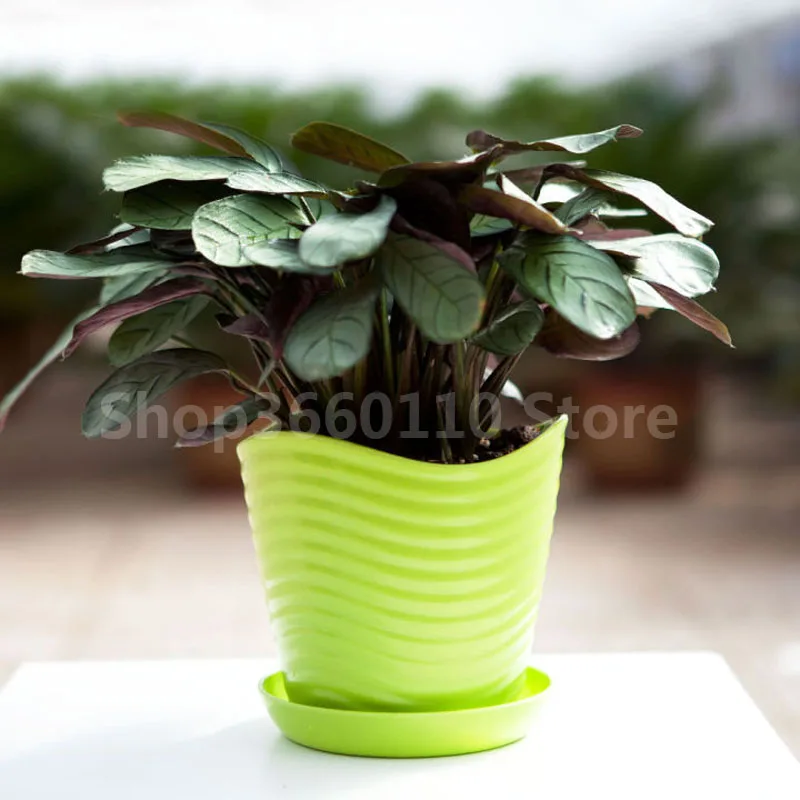 Лидер продаж! 100 шт Calathea бонсай воздуха освежая растений высокой влажности, легко выращивать, офисный стол Бонсай для цветок горшки для