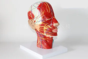 

Head Sagittal Section Model Head and Neck Blood Vessels and Nerves Model Brain Anatomical Model