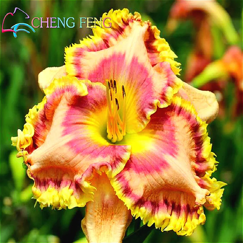 Image Result For Hemerocallis Colour Image Result For Hemerocallis Colour