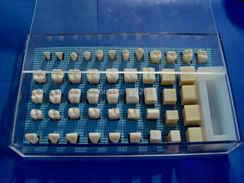 

1.5 Times The Carved Teeth Program Model