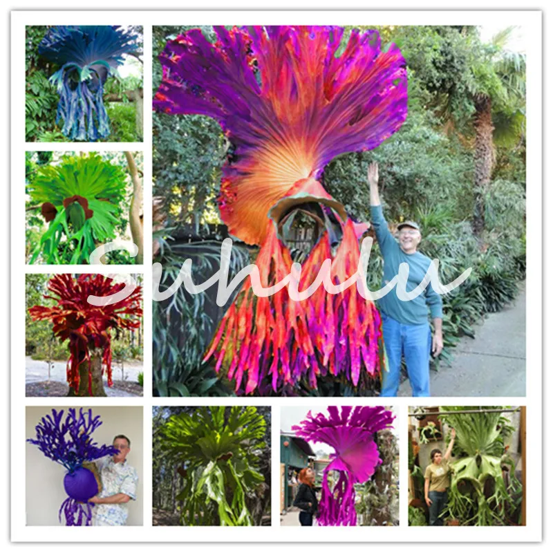 

Colorful Platycerium Wallichii Bonsai Plant Flower Evergreen Herbs Bonsai Herb Bonsai For Home Garden Easy To Grow 100 Pcs