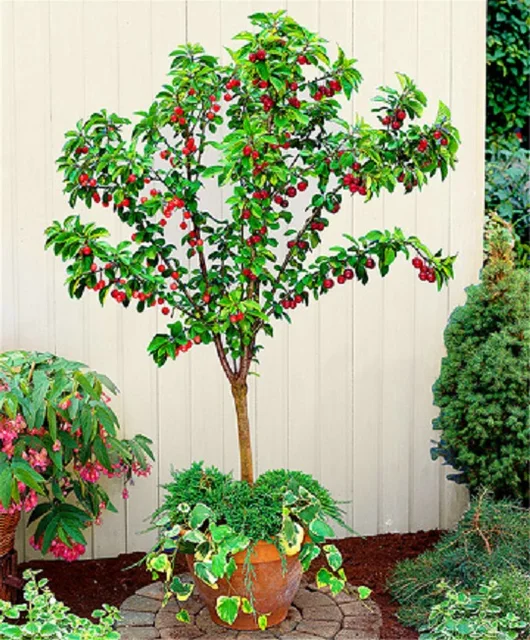 Buy 30pcs bonsai Dwarf Cherry tree gaint Asilola