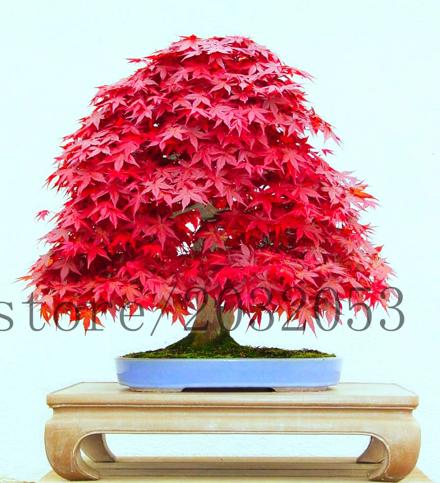 20 japanese maple tree seeds rare mini bonsai tree seed for home garden planting fast grow 20 japanese maple tree seeds rare mini bonsai tree seed for home garden planting fast grow