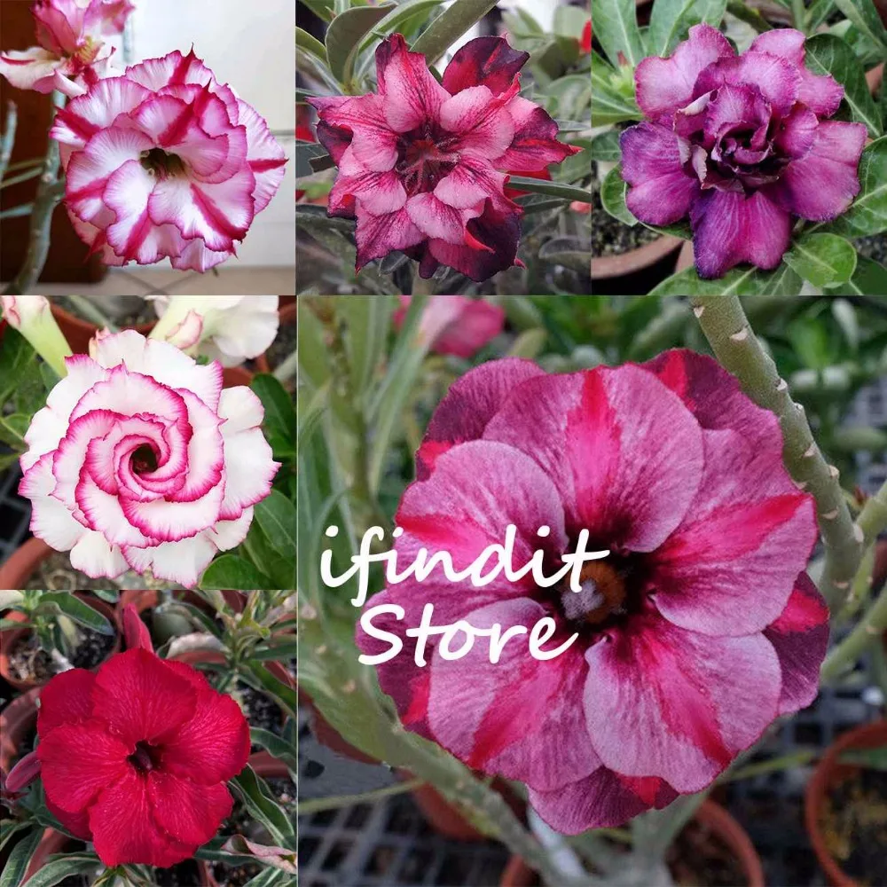 

2pcs Rare Flowers plant Bonsai Gold Red Mixed Desert Rose Perennial Pot Blue Color Adenium Obesum for Balcony DIY Home Garden