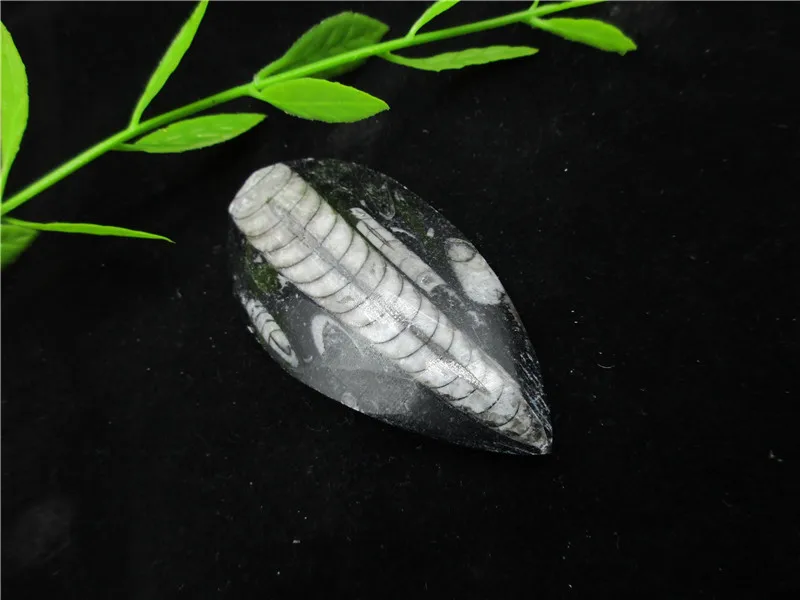 

Rare Natural Trilobite Fossil Mineral Specimen Gray Agate Quartz Rock Stones Healing Energy Collection Geological Teaching
