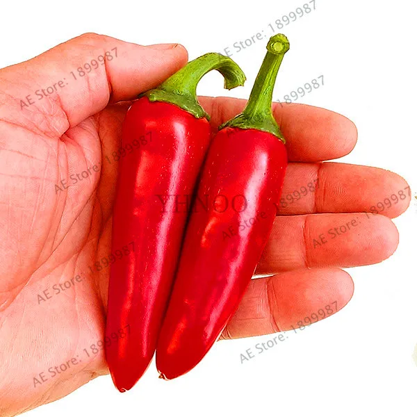 

Promotion!Jalapeno Chichimeca Chilli Pepper bonsai, 100 Pcs/Pack, Rare Heirloom High 'Vitamin C' Green Vegetable Red Ho