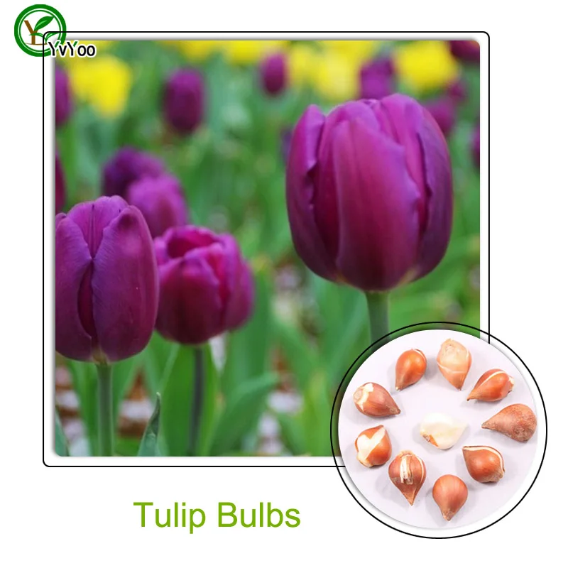 Popular Tulip BulbBuy Cheap Tulip Bulb lots from China Tulip Bulb