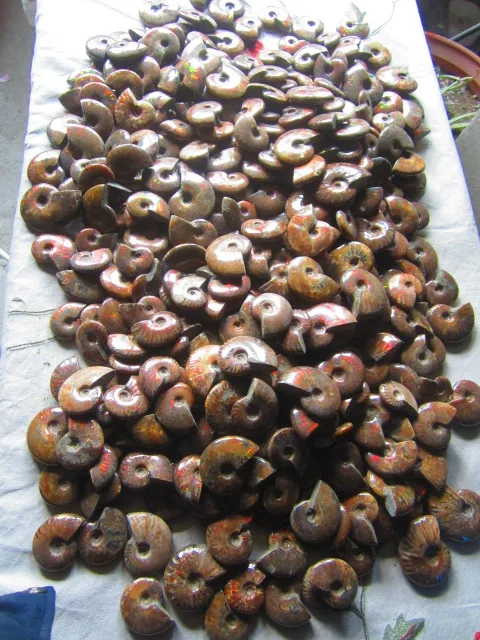 Cheap 17500g(38.5 lb) 400pcs Iridescent Ammonite Ammolite Fossil Madagascar WFB025