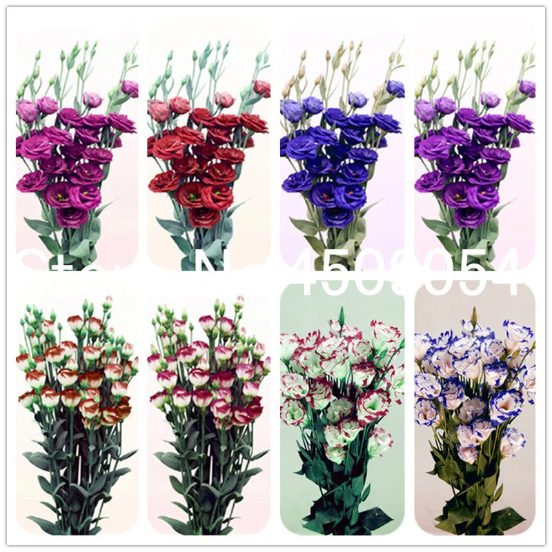 

100pcs Eustoma Bonsai seedsplants Perennial Flowering Plants Balcony Potted Flowers Bonsai Lisianthus For Home Garden decoration