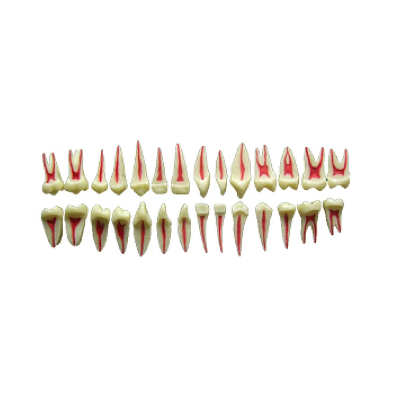 

Twice Dental Pulp anatomical Model Show 32 dental pulp from two perspective