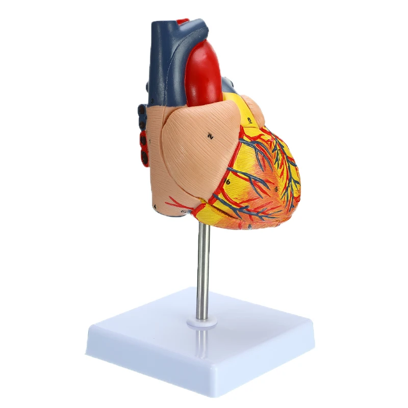 

Human Heart Anatomical Anatomy Teaching Model Viscera Medical Organ Model Emulational School Supplies