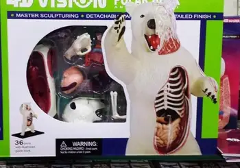 

4D Assembled Anatomy Animal Polar Bear Polar Bear Anatomical Model Animal Sketelon Model Medical Use Kids Science Education Toys