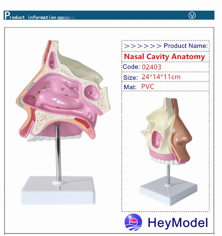 Heymodel нормальный носа модели Размеры 1:1