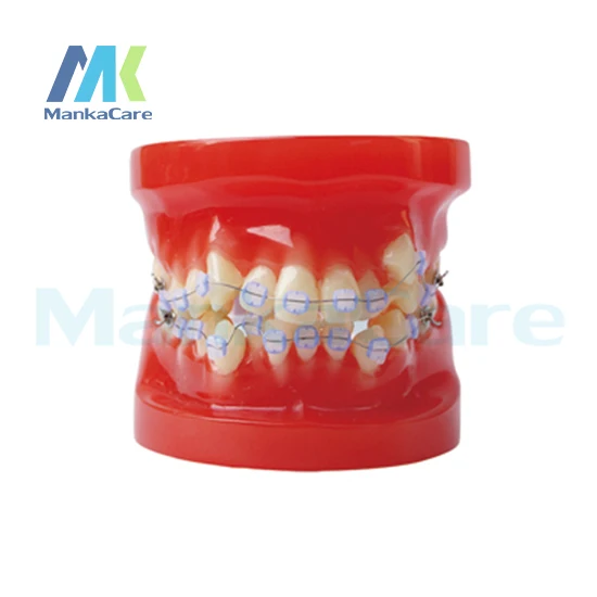 

Manka Care - 28 шт. зубов, все керамические кронштейны, модель зубов для полости рта
