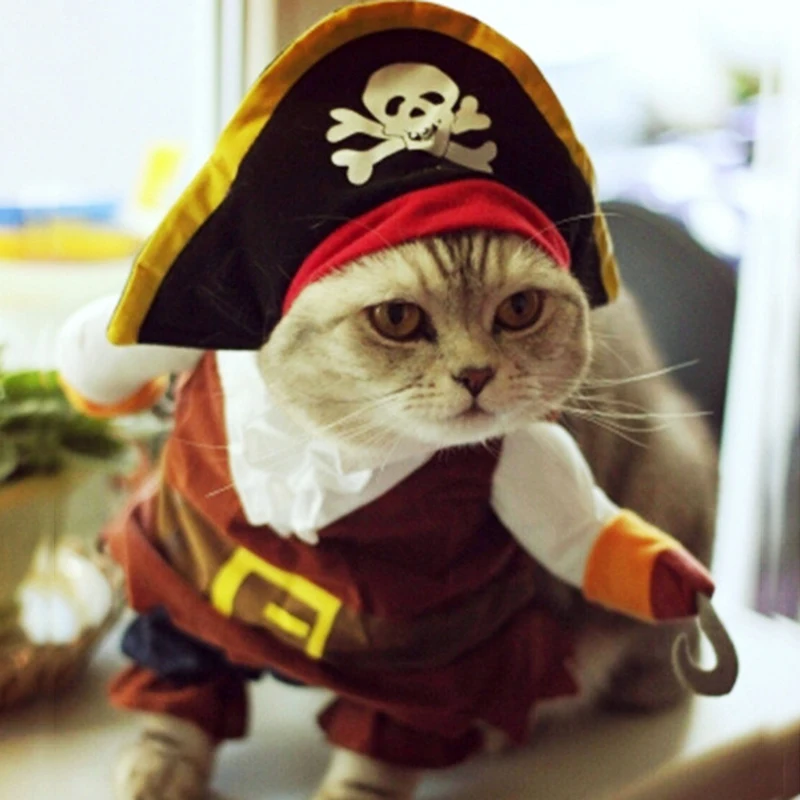 840 Gambar Kucing Keren Dan Lucu Gratis