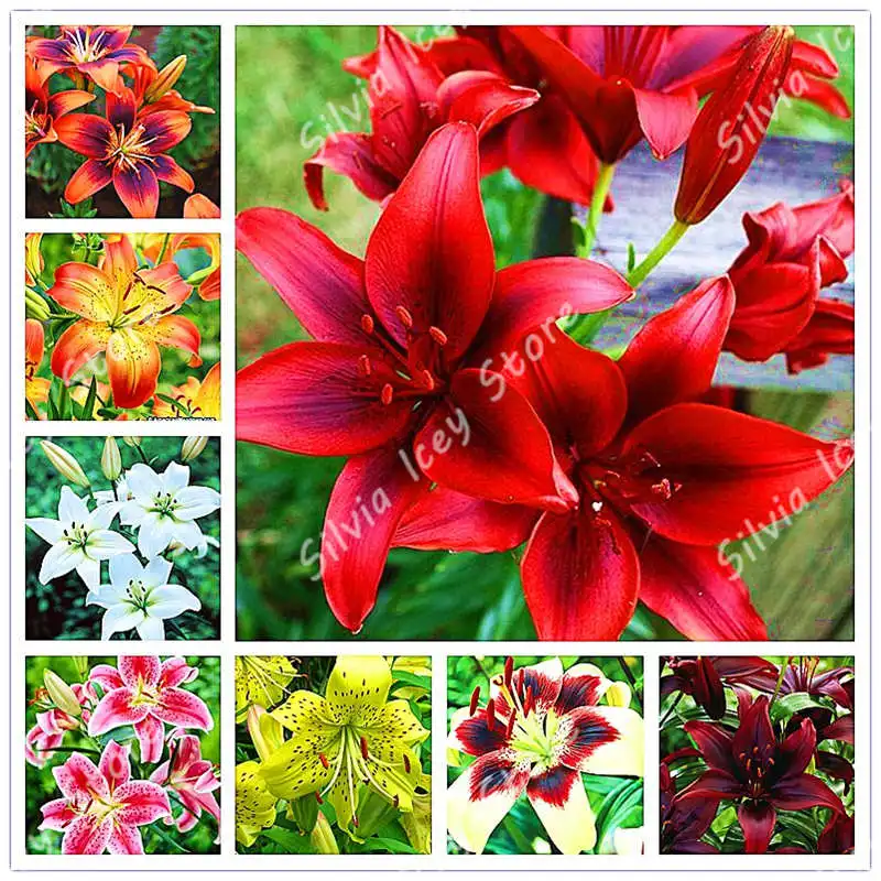 

100Pcs/Bag lily flower pot plant lush garden flower outdoor planting family garden decoration potted plant