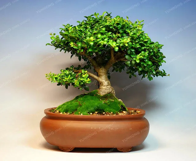 

50 PCS Boxwood Bonsai Bonsai Absorb Formaldehyde BONSAI Bonsai For DIY Home Garden Plant Beautiful Improve The Environment