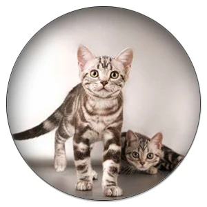 C012 ZDYING 5 шт. милое животное, кошка стекло кабошон, 12 мм/20 мм/25 мм стекло Pet кошки художественное изображение купол DIY ювелирные изделия ручной работы - Цвет: C012