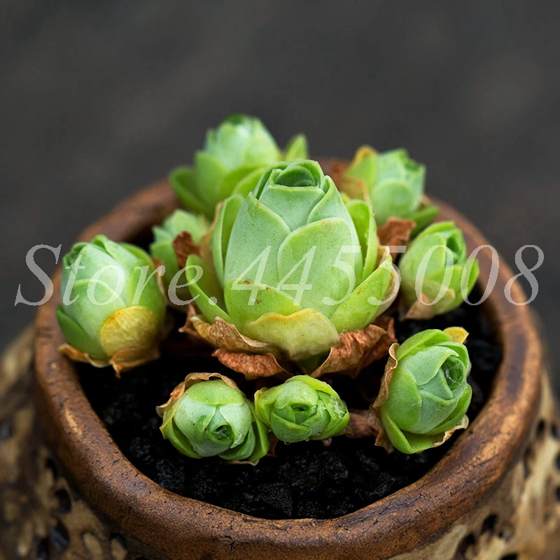 100 Pcs The Mountain Rose Red Rose Garden Greenovia Flower Indoor Succulent Plant Meaty Plant Flore Bonsai Potted Planting