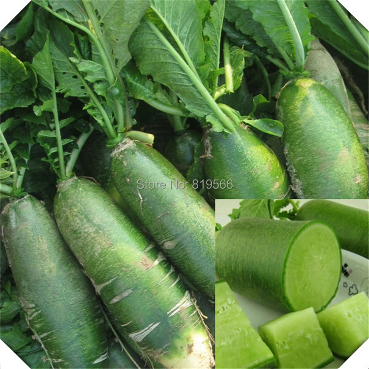 Green Radish fruit and Vegetables Seeds 150pcs chinese Radishes home