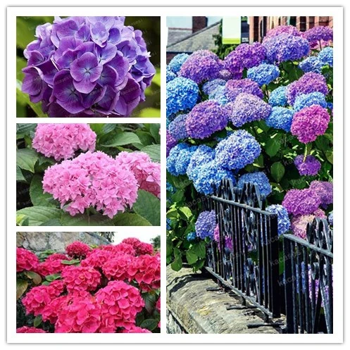 

20pcs/pack Hydrangea Paniculata vanilla Fraise Strawberry Hydrangea bonsai Bonsai Flower bonsai Potted Plant For Home Garden Pla