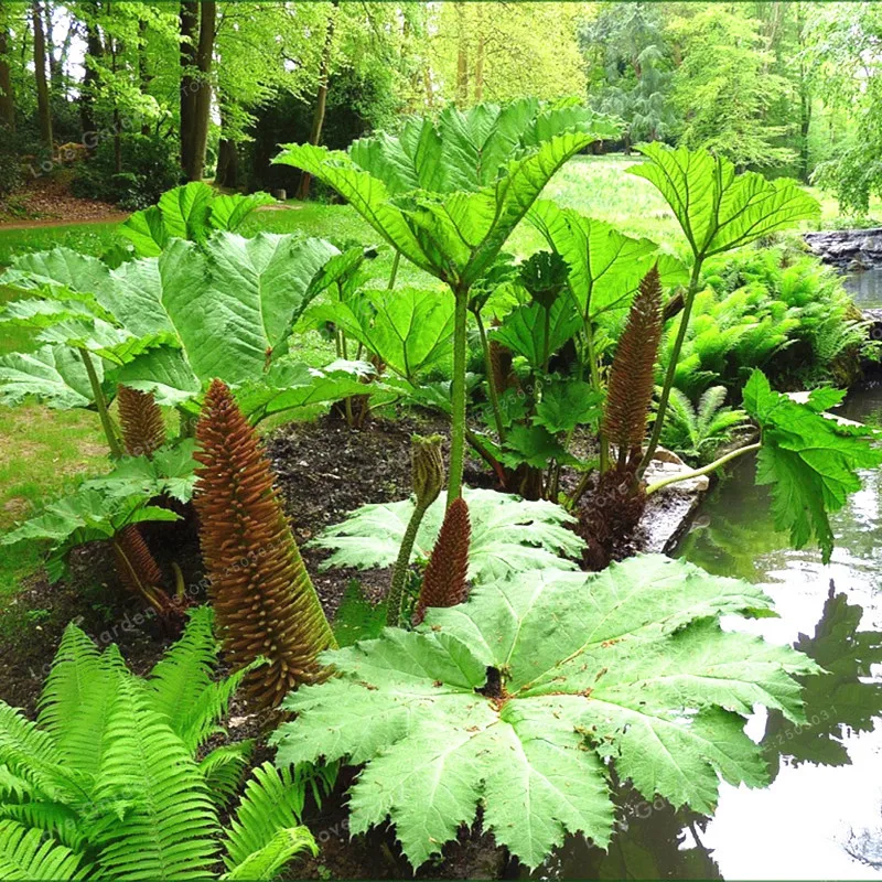 Gunnera Manicata Bonsai Also Called Giant Rhubarb Bonsai Grow In Partial Shade Huge Leaves Outdoor Plant in Garden 50 Pcs/Bag