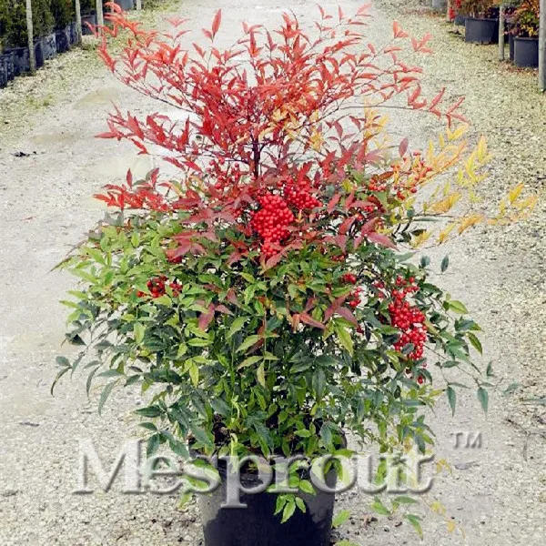 New Home 50PCS Seeds SCENTED Heavenly BAMBOO font b Nandina b font font b Domestica b