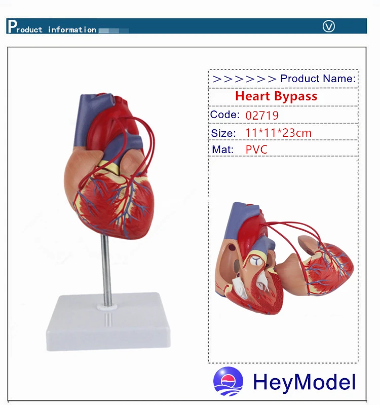 HeyModel увеличенная анатомическая модель медицинский человек сердце с цифровым 1: 1 сердце обход мост