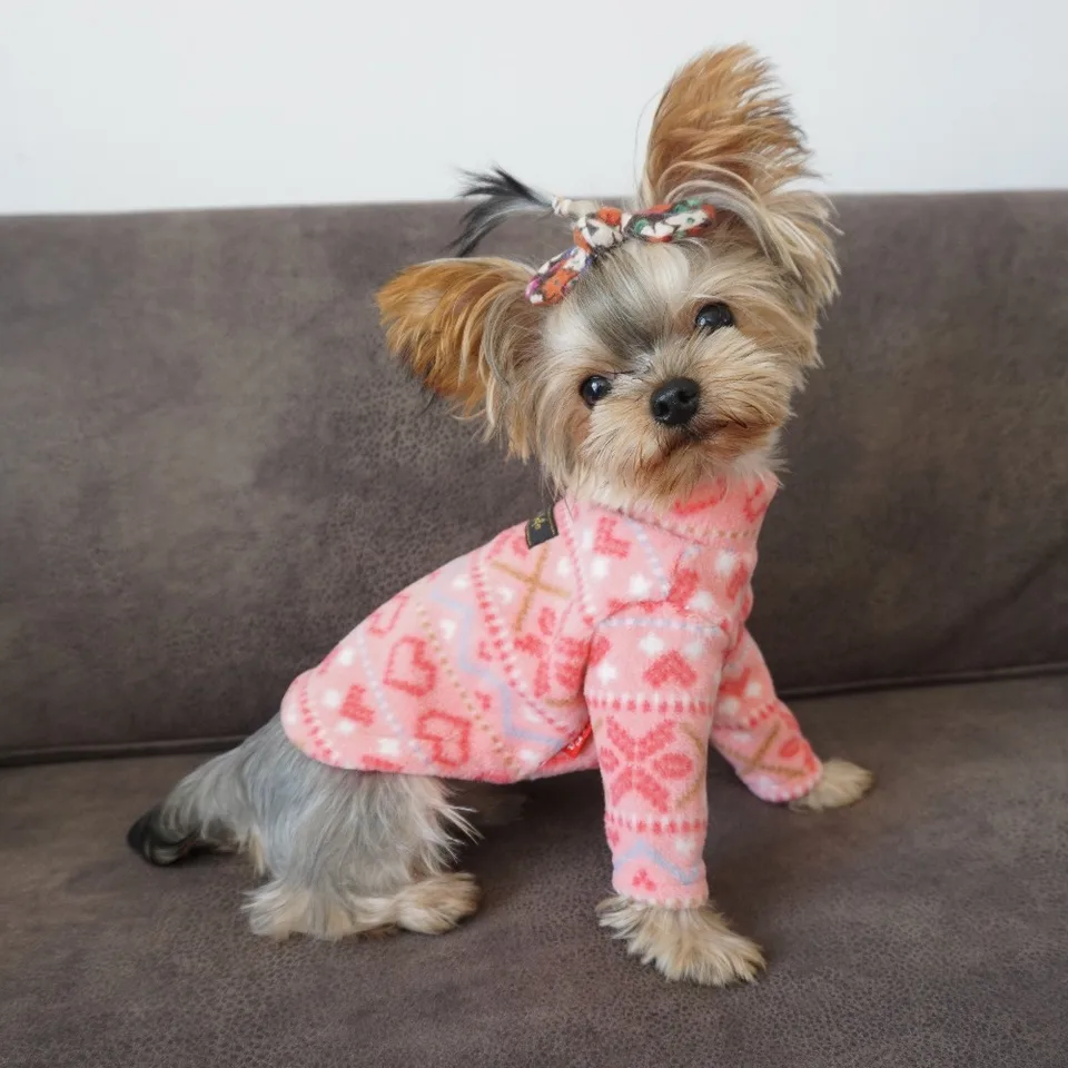 top dog clothing