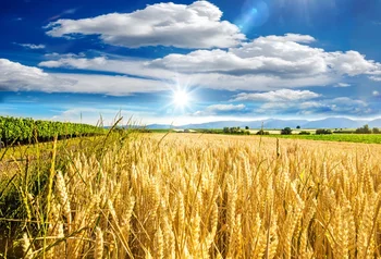

Laeacco Photo Backdrops Rural Filed Farm Wheat Harvest Season Blue Sky Cloudy Scenic Photo Backgrounds Photocall Photo Studio