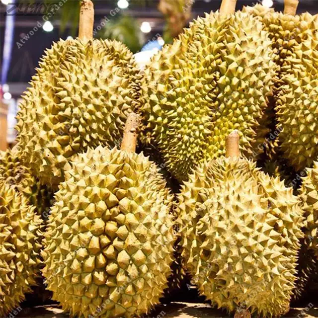 Download 66 Gambar Durian Lucu Paling Baru Gratis HD
