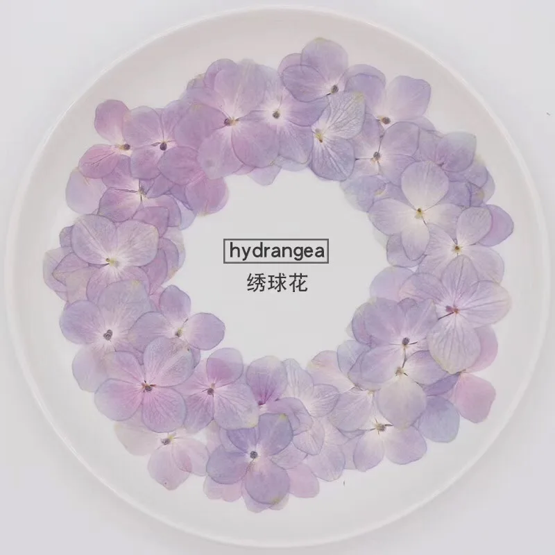 120 шт сушеный прессованный натуральный розово-фиолетовый цветок гортензии гербарий из растений для Ювелирная Закладка чехол для телефона скрапбук сделай сам