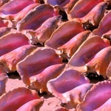 Conch Shells  Frigate Bay  St Kitts  Caribbean Poster Print by Nik Wheeler (36 x 24)