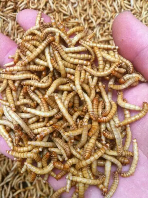 Сушеный аквариум Mealworm пруд рыба рептилия дикая птица еда хомяк птичка ящерица