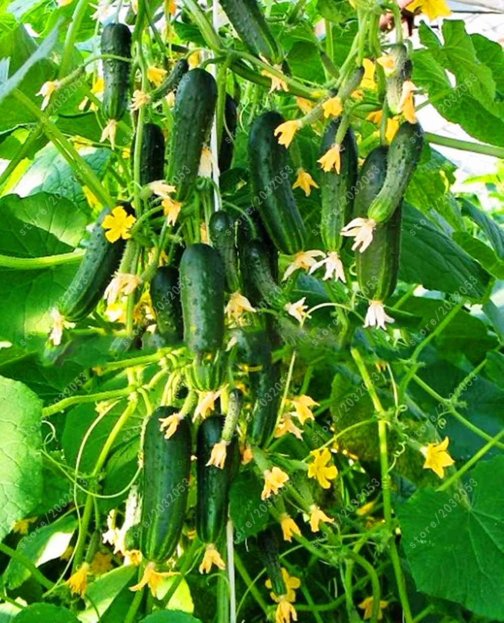 

100 pcs/bag cucumber seeds, Japan mini cucumber seeds, organic heirloom seeds vegetables for home garden plant food easy to grow