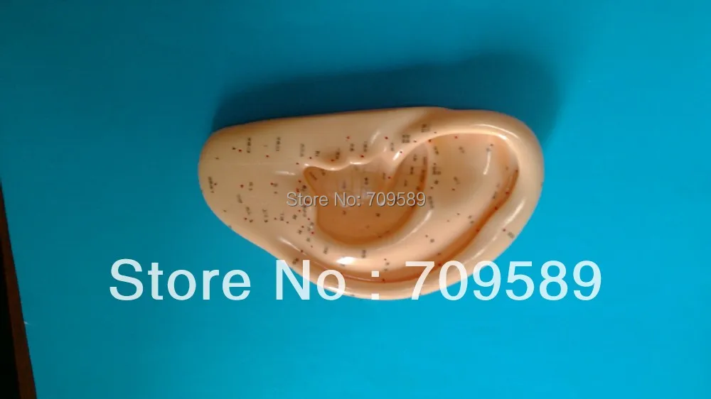 Профессиональная медицинская акупунктура для ушей модель 22 см|ear acupuncture model|acupuncture