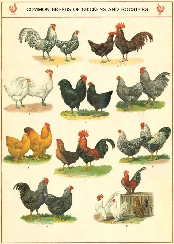 Home Decor Hen and Roosters-Silk Art Poster Wall Sicker Decoration Gift