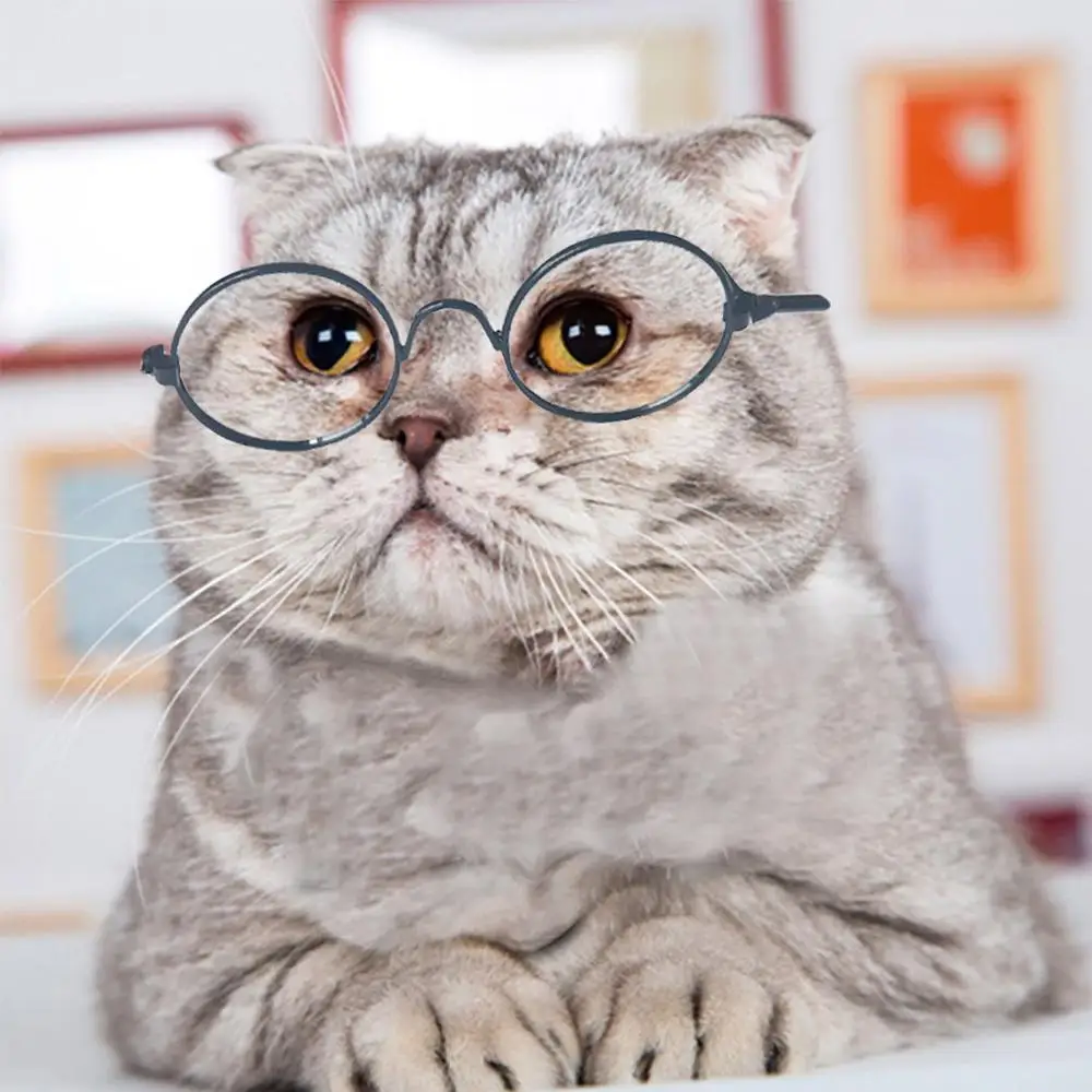 cute pet accessories