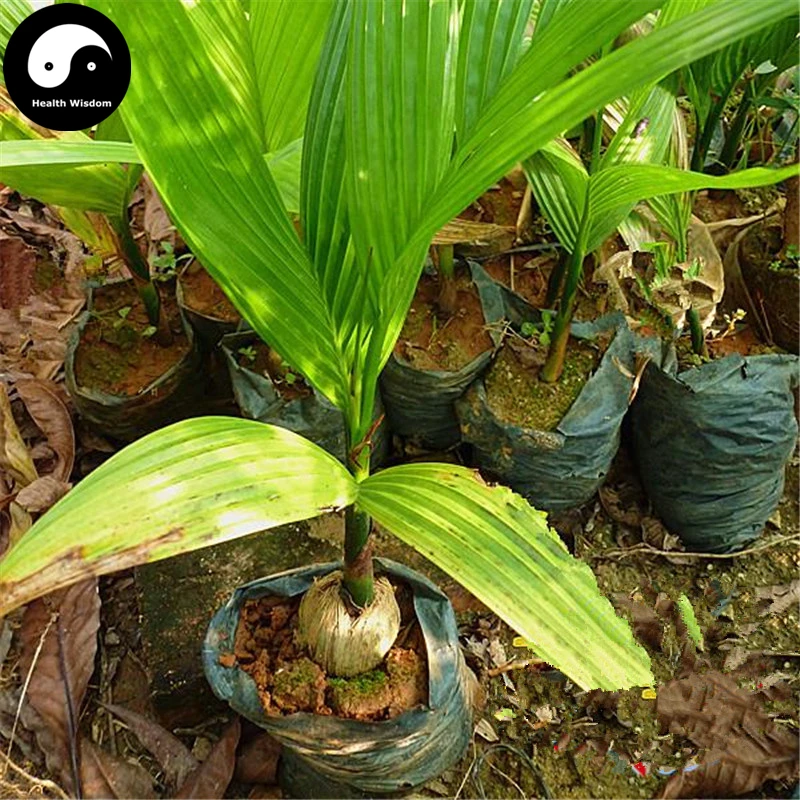 

Buy Areca Catechu Tree Semente 3pcs Plant Chinese Evergreen Tree Betel Nut