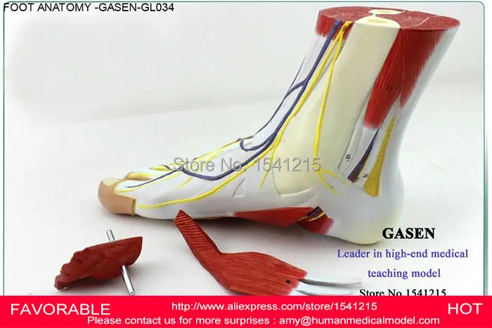 ANATOMICAL FOOT MEDICAL ANATOMICAL JOINT LIGAMENT MODEL FOOT SKELETON MODEL FOOT ANATOMICAL BONY ANATOMY GASEN-GL034 ANATOMICAL FOOT MEDICAL ANATOMICAL JOINT LIGAMENT MODEL FOOT SKELETON MODEL FOOT ANATOMICAL BONY ANATOMY GASEN-GL034