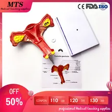 MTS uterus ovarian model Female reproductive structure anatomical model gynecology Urinary medical teaching expansion model of urinary bladder bladder anatomical model