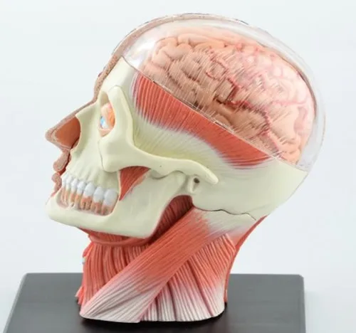 Goede Dental lab Tandarts 4D Menselijk Hoofd Anatomie Medische schedel model skelet Ooit na hoge poppen