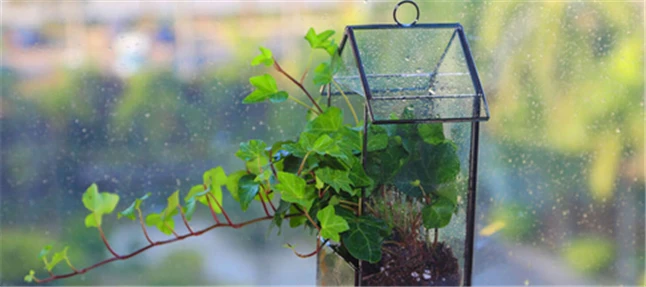 Glass Terrarium1.jpg