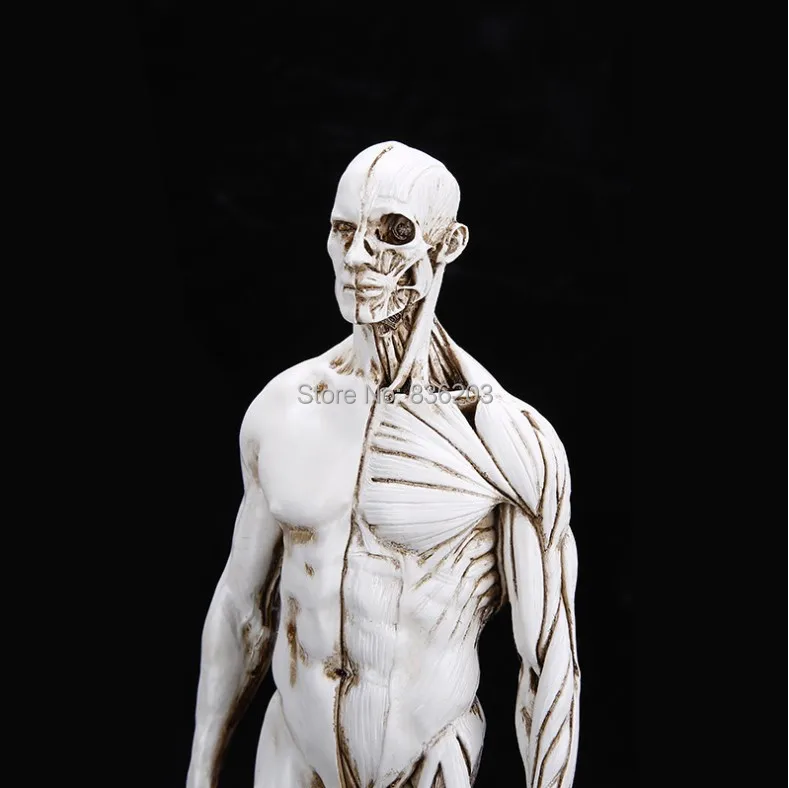 

1:6 white male Human medic skeleton anatomical Painting model Anatomical Anatomy Skull Sculpture Head body Muscle Artist drawing